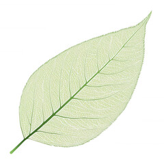 Leaf, white isolate background