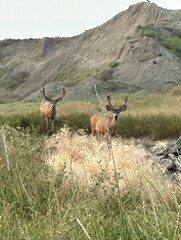 Deer with fuzz