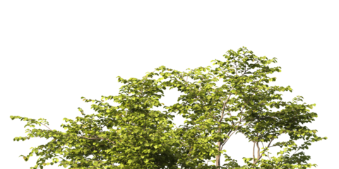 tree branch PNG. green tree branch on transparent background. green leaf tree branch isolated on transparent background. PNG Corner tree on transparent background. PNG Green leaves for corner.