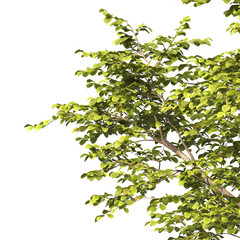 tree branch PNG. green tree branch on transparent background. green leaf tree branch isolated on transparent background. PNG Corner tree on transparent background. PNG Green leaves for corner.