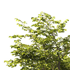 tree branch PNG. green tree branch on transparent background. green leaf tree branch isolated on transparent background. PNG Corner tree on transparent background. PNG Green leaves for corner.