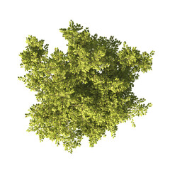 Tree isolated on transparent background. tree PNG. big old single tree with green leaves stands...