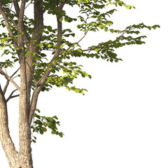 tree branch PNG. green tree branch on transparent background. green leaf tree branch isolated on transparent background. PNG Corner tree on transparent background. PNG Green leaves for corner.