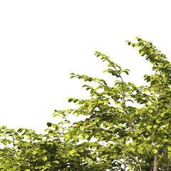 tree branch PNG. green tree branch on transparent background. green leaf tree branch isolated on transparent background. PNG Corner tree on transparent background. PNG Green leaves for corner.