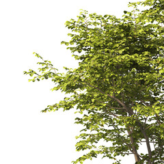 tree branch PNG. green tree branch on transparent background. green leaf tree branch isolated on transparent background. PNG Corner tree on transparent background. PNG Green leaves for corner.
