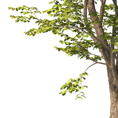 tree branch PNG. green tree branch on transparent background. green leaf tree branch isolated on transparent background. PNG Corner tree on transparent background. PNG Green leaves for corner.