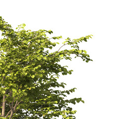 tree branch PNG. green tree branch on transparent background. green leaf tree branch isolated on transparent background. PNG Corner tree on transparent background. PNG Green leaves for corner.