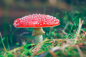 Mature Amanita Muscaria, Known as the Fly Agaric or Fly Amanita: Healing and Medicinal Mushroom with Red Cap Growing in Forest. Can Be Used for Micro Dosing, Spiritual Practices and Shaman Rituals