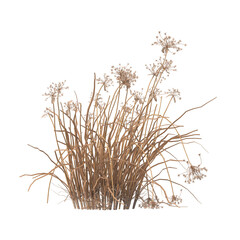 dry grass isolated on transparent background. close up dry grass with leaves PNG. Isolated dry...