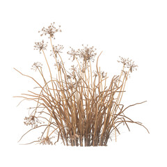 dry grass isolated on transparent background. close up dry grass with leaves PNG. Isolated dry grass on white background. side view of cutout dry grass. transparent dry grass.