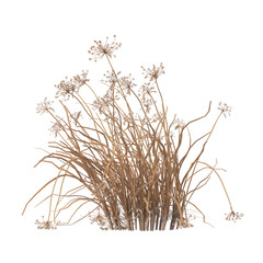 dry grass isolated on transparent background. close up dry grass with leaves PNG. Isolated dry...