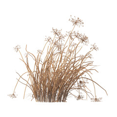 dry grass isolated on transparent background. close up dry grass with leaves PNG. Isolated dry...