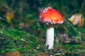 Young Amanita Muscaria, Known as the Fly Agaric or Fly Amanita: Healing and Medicinal Mushroom with Red Cap Growing in Forest. Can Be Used for Micro Dosing, Spiritual Practices and Shaman Rituals