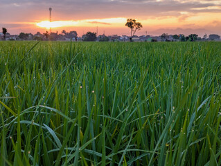 Beautiful green rice fields wit dew water in spring morning with blue sky and yellow sunrise, wide angle view of rice paddy fields in indonesia.