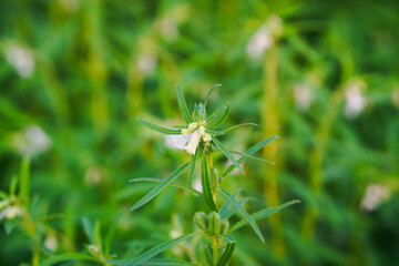 White leucas aspera flower