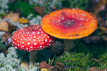 Mature Amanita Muscaria, Known as the Fly Agaric or Fly Amanita: Healing and Medicinal Mushroom with Red Cap Growing in Forest. Can Be Used for Micro Dosing, Spiritual Practices and Shaman Rituals