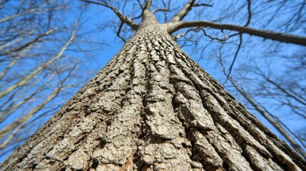 A towering tree stretches upward against a clear blue sky, showcasing its textured bark and bare branches in a serene natural setting.