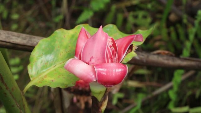 Kecombrang flower or Etlingera elatior, tropical flower