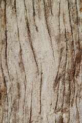 Texture or background of light colored natural wood texture, The surface of the tree trunk is thick with bark cracks. Wall of building.