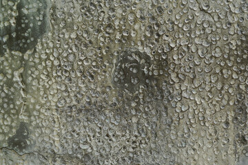 Texture or background of cement wall, abstract gray concrete texture background for showing, concrete texture, plaster, stucco wall.