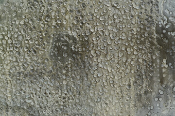 Texture or background of cement wall, abstract gray concrete texture background for showing, concrete texture, plaster, stucco wall.