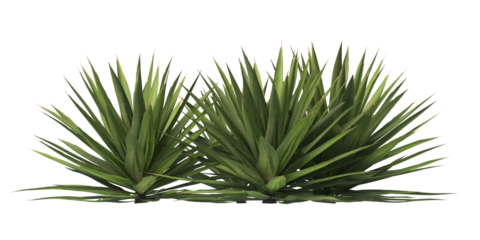 Single agave plant isolated on transparent background. close up agave plant with green leaves PNG. Isolated agave plant on transparent background. cutout Agave cactus plant transparent PNG.