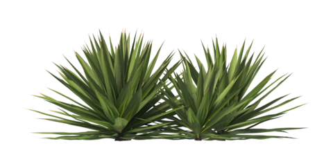 Single agave plant isolated on transparent background. close up agave plant with green leaves PNG. Isolated agave plant on transparent background. cutout Agave cactus plant transparent PNG.