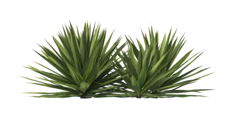 Fotobehang Single agave plant isolated on transparent background. close up agave plant with green leaves PNG. Isolated agave plant on transparent background. cutout Agave cactus plant transparent PNG. © Don