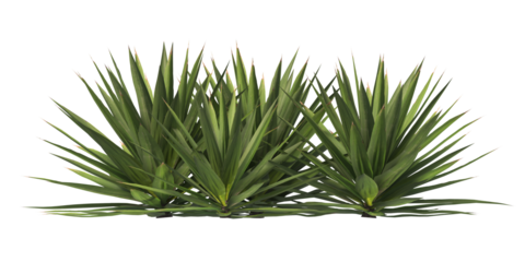 Single agave plant isolated on transparent background. close up agave plant with green leaves PNG. Isolated agave plant on transparent background. cutout Agave cactus plant transparent PNG.