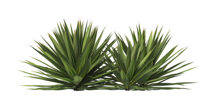 Single agave plant isolated on transparent background. close up agave plant with green leaves PNG. Isolated agave plant on transparent background. cutout Agave cactus plant transparent PNG. - Powered by Adobe