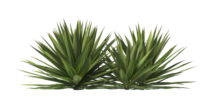 Single agave plant isolated on transparent background. close up agave plant with green leaves PNG. Isolated agave plant on transparent background. cutout Agave cactus plant transparent PNG.