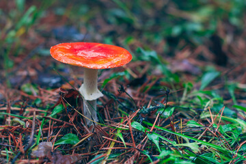 Mature Amanita Muscaria, Known as the Fly Agaric or Fly Amanita: Healing and Medicinal Mushroom with Red Cap Growing in Forest. Can Be Used for Micro Dosing, Spiritual Practices and Shaman Rituals