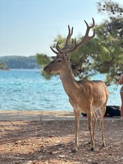 deer in the woods