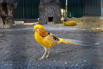 Golden pheasant with vibrant yellow and black plumage standing on a natural outdoor ground background. Close-up wildlife photography. Exotic bird and nature concept.