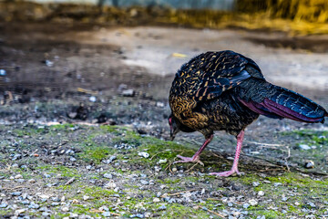 Side view of a pheasant pecking at the ground in a rural outdoor setting. Wildlife photography in natural habitat.
