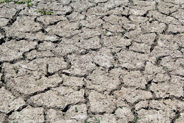 Dry cracked soil with some small green plants during a drought abstract textured background