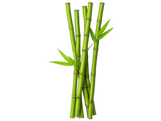 Fototapeta premium Fresh and Vibrant Bamboo Stalks with Bright Green Leaves on a Transparent Background Ideal for Nature-Themed Designs and Illustrations