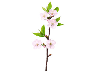 Naklejka premium Beautiful Branch of Cherry Blossom with Pink Flowers and Green Leaves on a Transparent Background for Graphic Design and Decoration Use