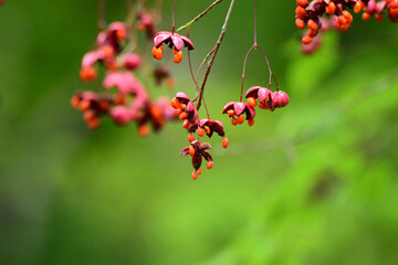 ツリバナの真っ赤な実