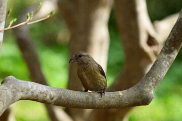 ツツジの太い枝に止まるメスのイスカ