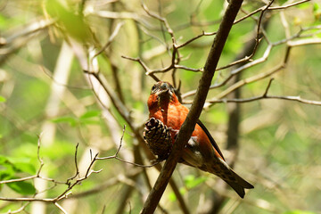 松ぼっくりを食べるオスのイスカ