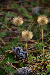 秋のセンボンヤリの綿毛