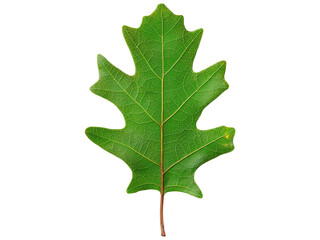 Fototapeta premium Realistic Green Oak Leaf on a Transparent Background for Nature and Botanical Design Projects, Ideal for Use in Graphic Design and Digital Arts