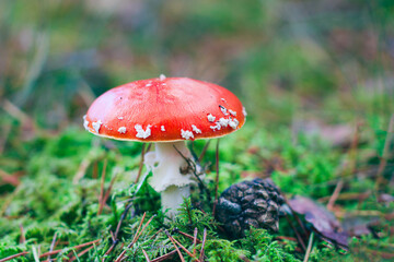Mature Amanita Muscaria, Known as the Fly Agaric or Fly Amanita: Healing and Medicinal Mushroom...