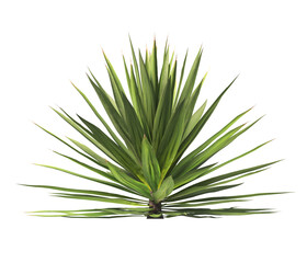 Single agave plant isolated on transparent background. close up agave plant with green leaves PNG. Isolated agave plant on transparent background. cutout Agave cactus plant transparent PNG.