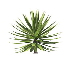 Single agave plant isolated on transparent background. close up agave plant with green leaves PNG. Isolated agave plant on transparent background. cutout Agave cactus plant transparent PNG.