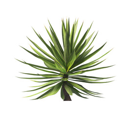 Single agave plant isolated on transparent background. close up agave plant with green leaves PNG. Isolated agave plant on transparent background. cutout Agave cactus plant transparent PNG.