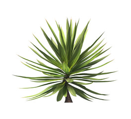 Single agave plant isolated on transparent background. close up agave plant with green leaves PNG. Isolated agave plant on transparent background. cutout Agave cactus plant transparent PNG.