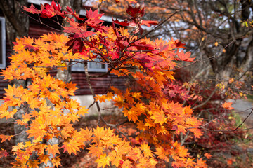 もみじの紅葉グラデーション