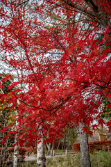 紅葉するもみじと白樺の競演